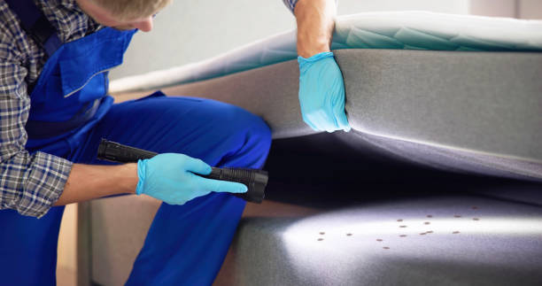 Best Pest Control Near Me in San Luis, AZ