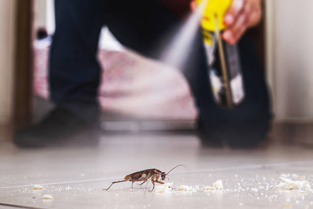 Flea Control Services in San Luis, AZ