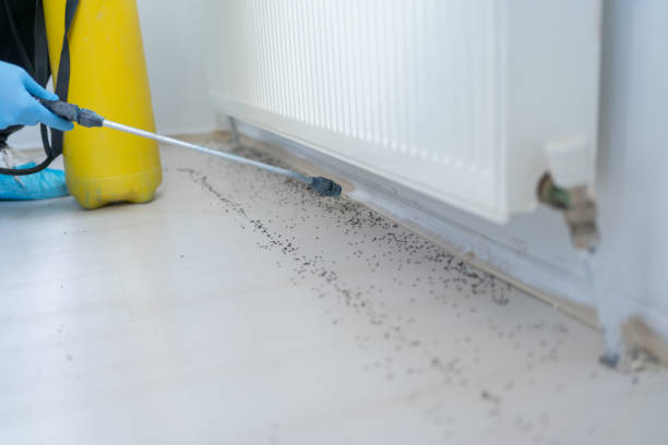 Flea Control Services in San Luis, AZ